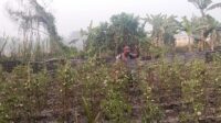 IMG-20261001-WA0001